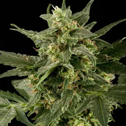 Auto Pineapple Gum Feminised Cannabis Seeds