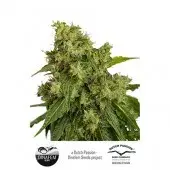 AutoXtreme Auto Feminised Cannabis Seeds | Dutch Passion 