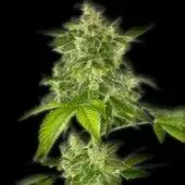 The Bulldog Haze Auto Feminised Cannabis Seeds | Bulldog Seeds