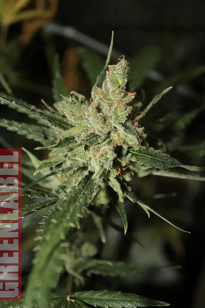 Automatic Amnesia Feminised Cannabis Seeds | GreenLabel Seeds