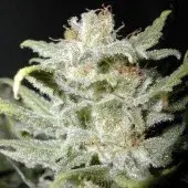 CBG Bangi Haze Regular Cannabis Seeds