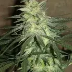 BC Mango Regular Cannabis Seeds | BC Bud Depot