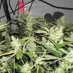 BC Rockstar Regular Cannabis Seeds | BC Bud Depot