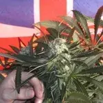 BC Sweet Tooth Regular Cannabis Seeds | BC Bud Depot