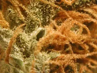 BC Monterey Jack (Formerly Cheese) Regular Cannabis Seeds | BC Bud Depot