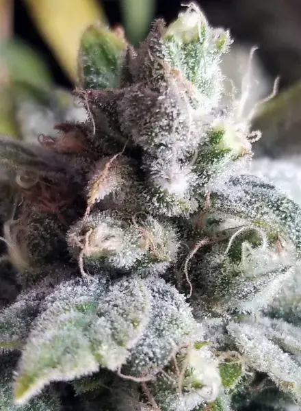 Tangie Cookies Regular Cannabis Seeds | BC Bud Depot