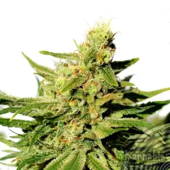BCN Diesel CBD Feminised Cannabis Seeds