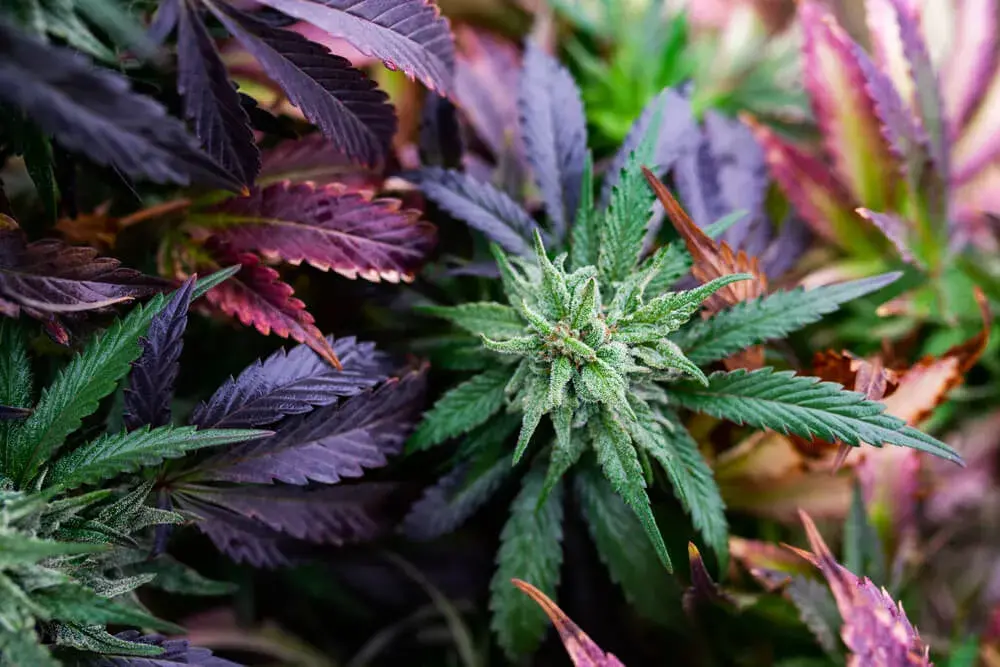 Sleep Well Feminised Cannabis Seeds - Power Strains