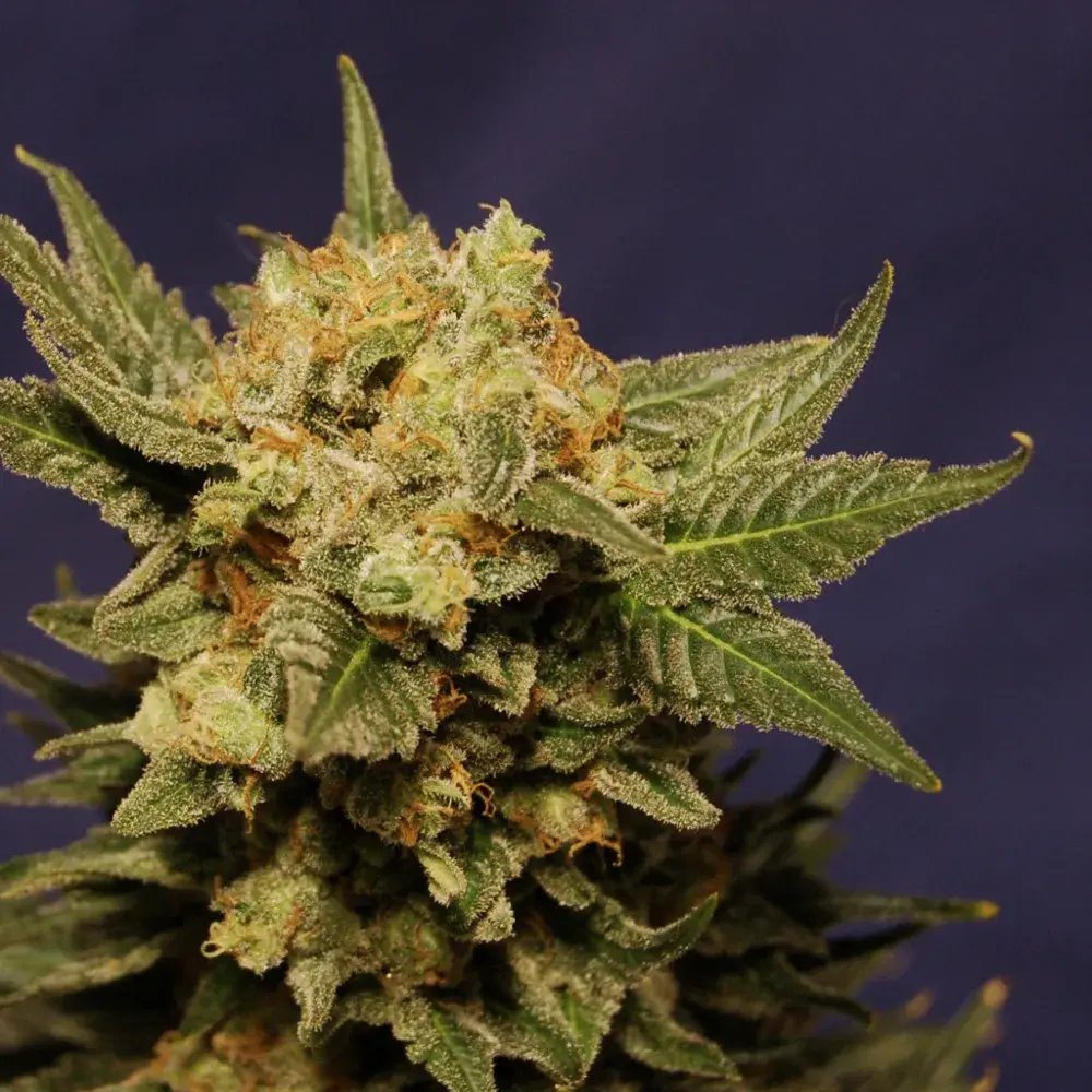 Big Band Feminised Cannabis Seeds