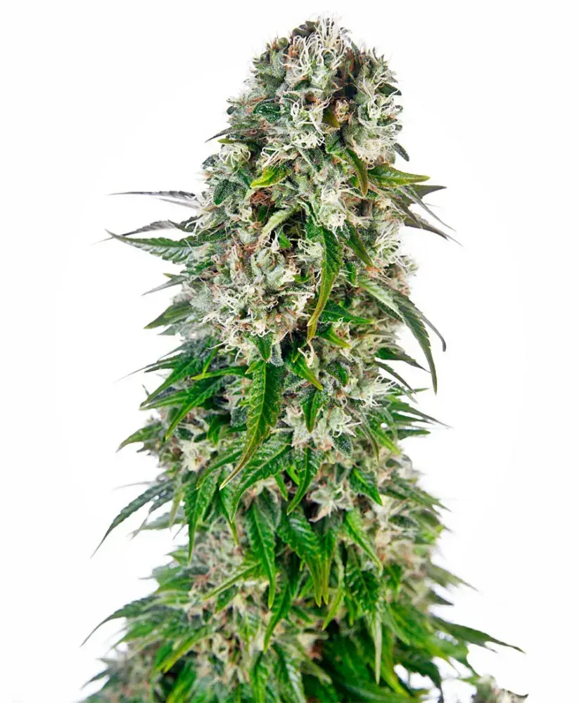 Big Bud Auto Feminised Cannabis Seeds | Sensi Seeds 