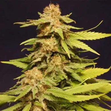 Big Bull Feminised Cannabis Seeds | Kannabia