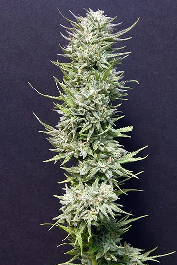 Buy Big Head Seeds Big Freeze Feminised Cannabis Seeds