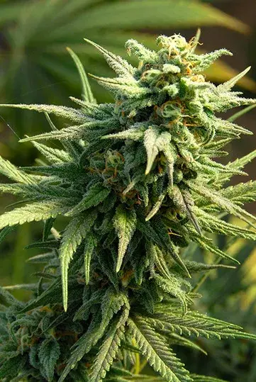 Buzz 'n' Smiles Feminised Cannabis Seeds | Big Head Seeds