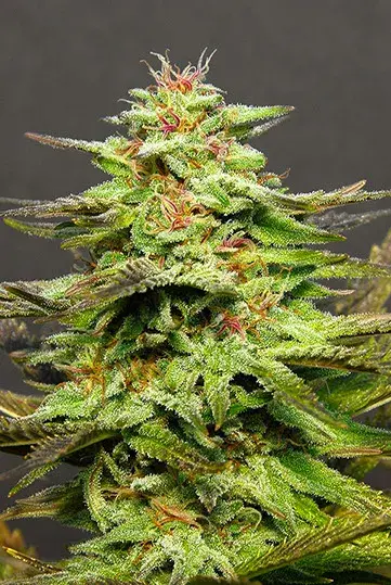 Julie's Cookies Feminised Cannabis Seeds | Big Head Seeds