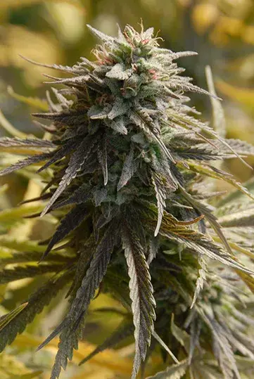 Trippy Gorilla Feminised Cannabis Seeds | Big Head Seeds