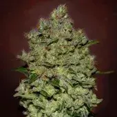 Advance Seeds Auto Biodiesel Mass Feminised Cannabis Seeds
