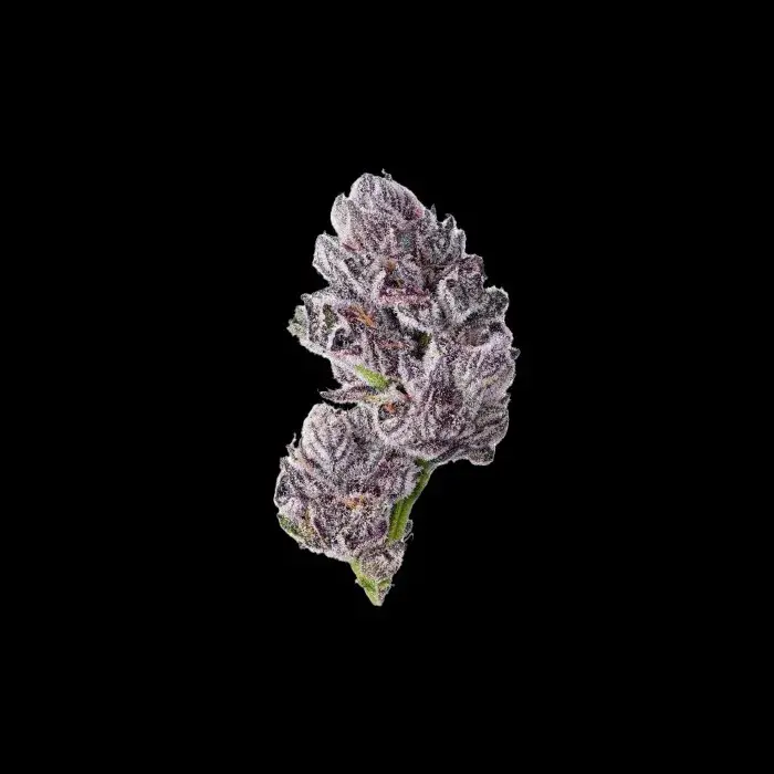 Iced Sangria Triploid Feminised Cannabis Seeds - Growers Choice