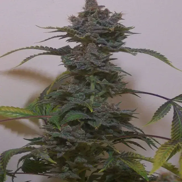 Black Russian Regular Cannabis Seeds | Hazeman Seeds