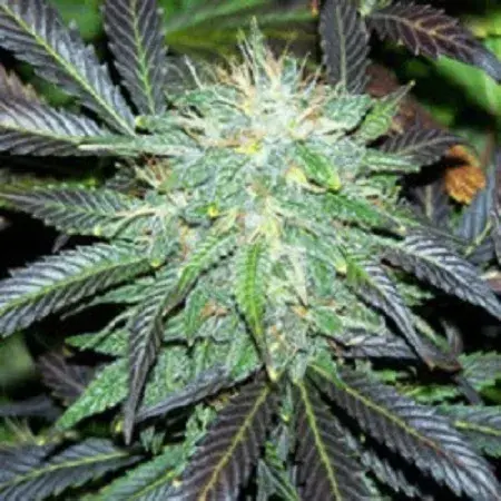 Black Domina Auto Feminised Cannabis Seeds | Sagarmatha Seeds