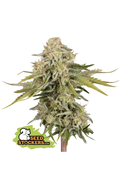 Black Rainbow Auto Feminised Cannabis Seeds | Seed Stockers.