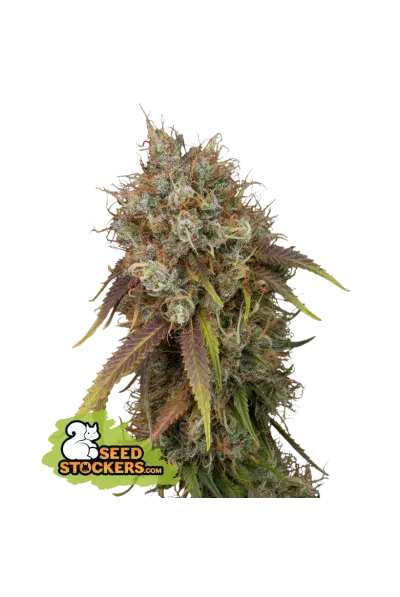 Black Rainbow Feminised Cannabis Seeds | Seed Stockers.