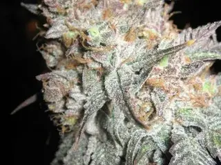 The Black Regular Cannabis Seeds | BC Bud Depot