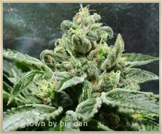 Green Gage Blessings OG Cannabis Seeds