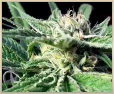 Green Gage Blue Flame Cannabis Seeds