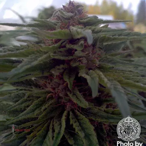 Blue Afi Regular Cannabis Seeds | Apothecary Genetics Seeds