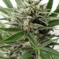 Blue Amnesia XXL Auto Feminised | Dinafem Seeds