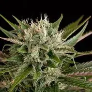 Blue Cheese Feminised Cannabis Seeds | Dinafem Seeds