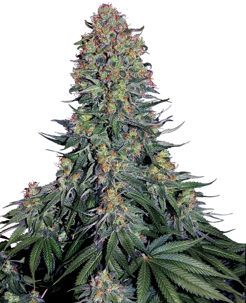 Blue Skunk Feminised Cannabis Seeds - Sensi Seeds