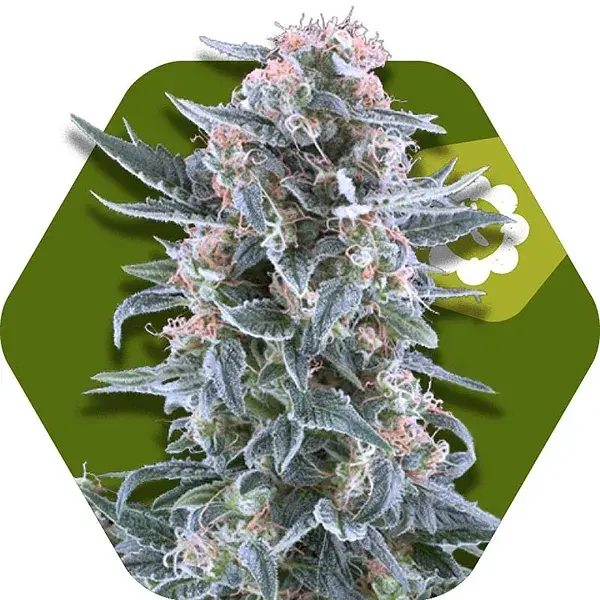 Blueberry Auto Feminised Cannabis Seeds | Zambeza Seeds