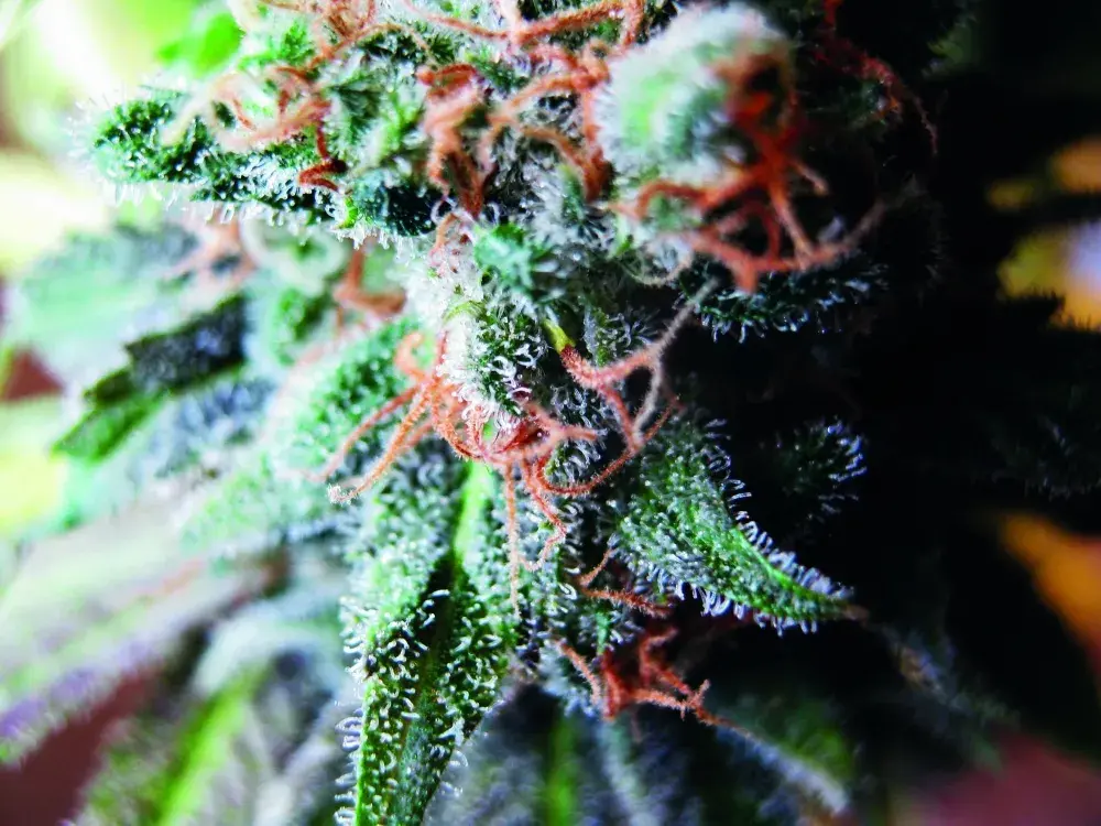 Blueberry Feminised Cannabis Seeds | Seedsman