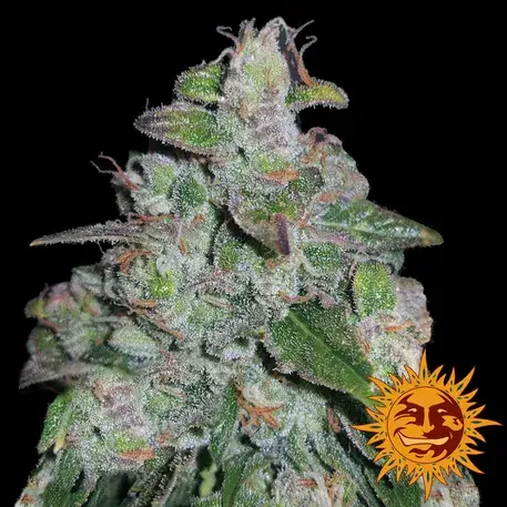Blueberry OG Feminised Cannabis Seeds | Barney's Farm 