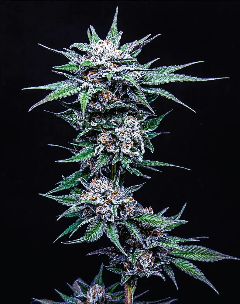 Blueberry Pancake Feminised Cannabis Seeds - Humboldt Seed Company