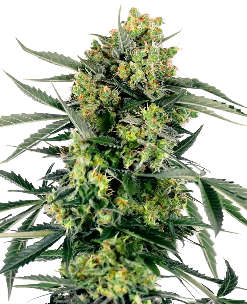 Blueberry Zkittlez Auto Feminised Cannabis Seeds - Sensi Seeds Research