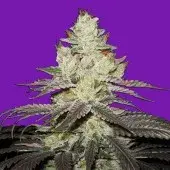 Bomb Seeds Killer Purps Feminised Cannabis Seeds For Sale