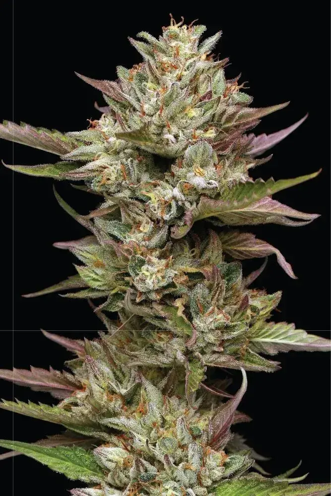 Moonfog Feminised Cannabis Seeds | Humboldt Seeds Organisation