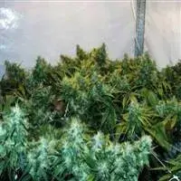 Brain's Choice Regular Cannabis Seeds | KC Brains Seeds 