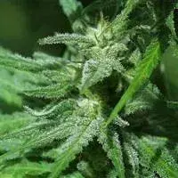 Brain's Escape Regular Cannabis Seeds | KC Brains Seeds 