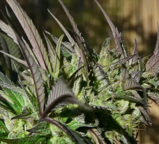 Brainstorm Haze Regular Cannabis Seeds | Delta 9 Labs