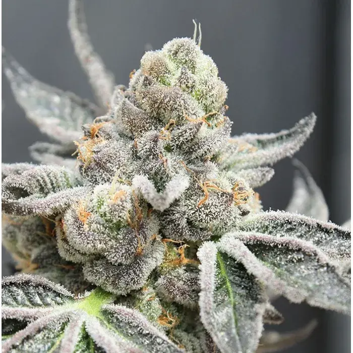 Break Pad Breath Feminised Cannabis Seeds | Ripper Seeds