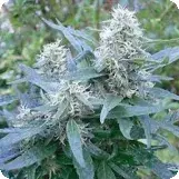 Brasil x KC Feminised Cannabis Seeds | KC Brains Seeds