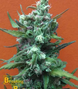 Big Whoop Auto Feminised Cannabis Seeds | Breaking Buds Seeds