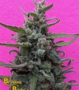 Brownie Auto Feminised Cannabis Seeds | Breaking Buds Seeds