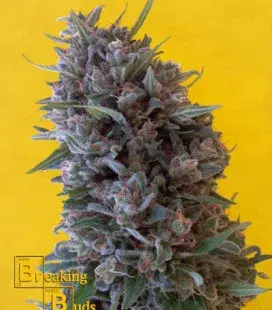Cheeisenberg Feminised Cannabis Seeds | Breaking Buds Seeds