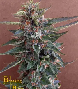 Chocolate Cookies Feminised Cannabis Seeds | Breaking Buds Seeds