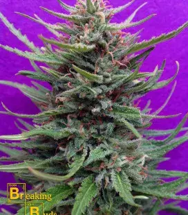 Cream Crystal Meth Feminised Cannabis Seeds | Breaking Buds Seeds