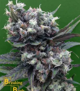 Malverde Feminised Cannabis Seeds | Breaking Buds Seeds